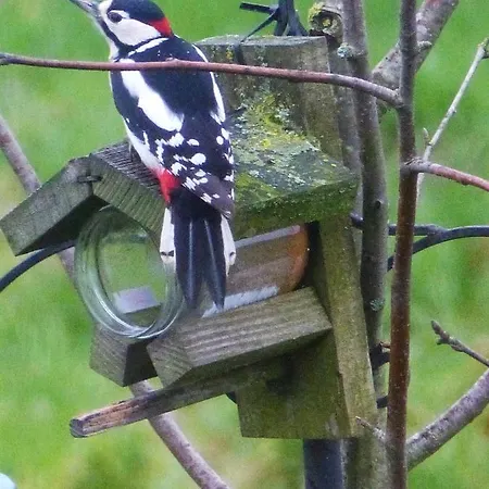 アパートホテル Wildenborcherhof フォルデン