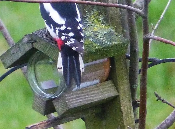 公寓式酒店 Wildenborcherhof 福尔登